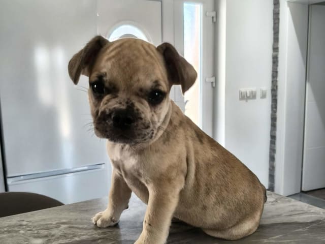 Fransk bulldogg · Lilla Edet · Suzana K.