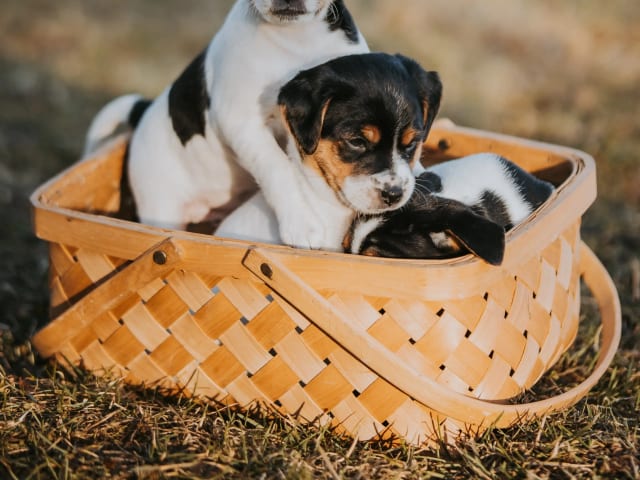 Danish Swedish Farmdog