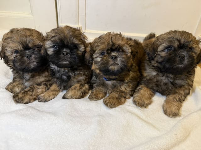 Shih Tzu