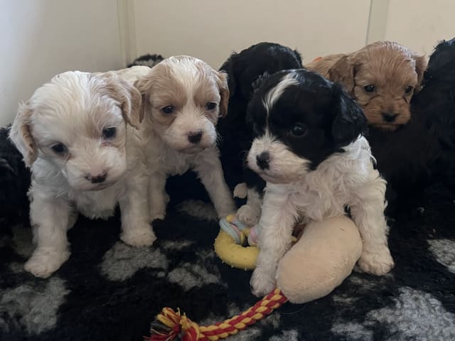 Cavapoo