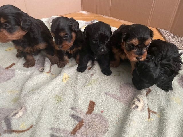 Yorkiepoo  (dvärgpudel yorkshireterrier) · Näsviken · Lustbacka