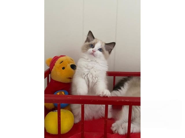 Ragdoll · Svalöv · SE*Lovella’s