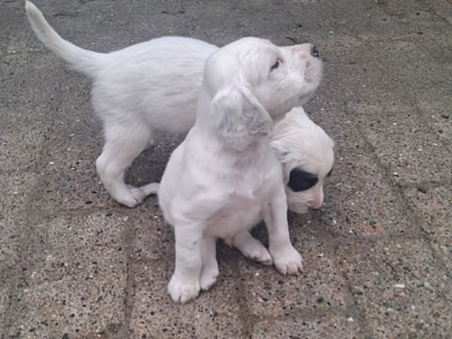 Engelsk setter