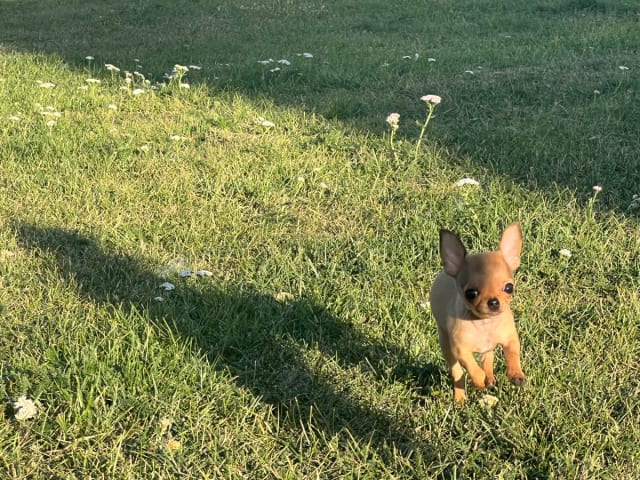 Chihuahua · Fjärdhundra · Bastängens