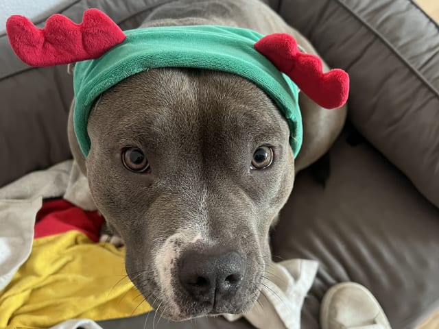 American bully · København · Joan J.