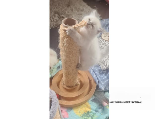 Ragdoll · Jämshög · SE*Eniliacat's