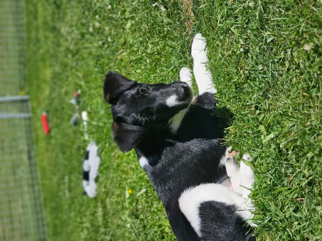 Smooth Fox Terrier