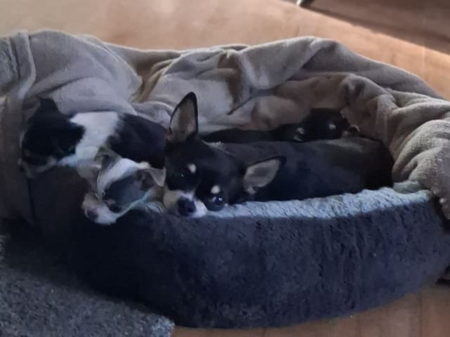 Yorkie malteser shi tzu og chih blanding · Hønefoss · Linda Regine Hauge S.