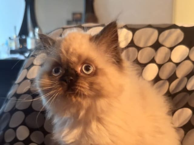 Ragdoll · Varberg · Abdulelah A.