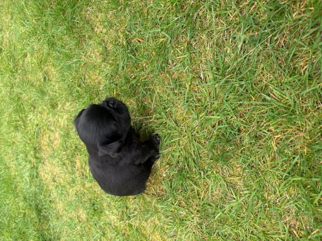 Belgian Griffon