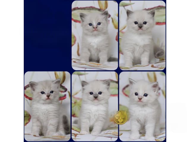 Ragdoll · Norrtälje · SE*Västersjöns