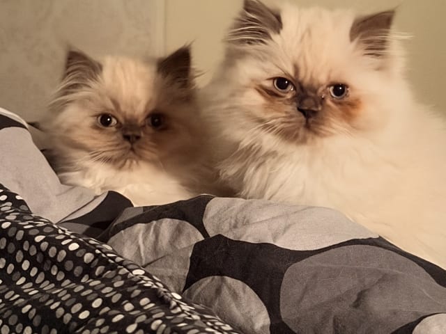 Ragdoll · Varberg · Abdulelah A.