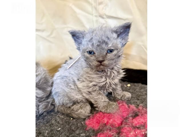 Selkirk Rex Longhair · Strängnäs · SE*Listorps