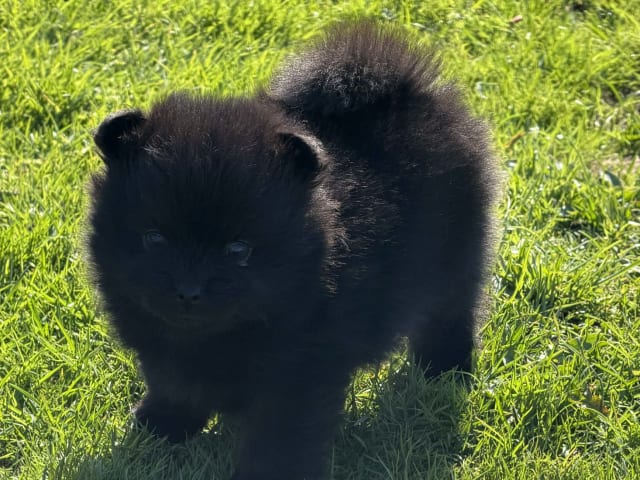 German Spitz – Kleinspitz