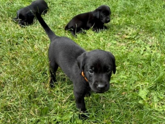 Labrador retriever · Flemming · Thomas Popperud
