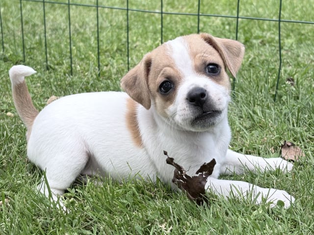 Danish Swedish Farmdog
