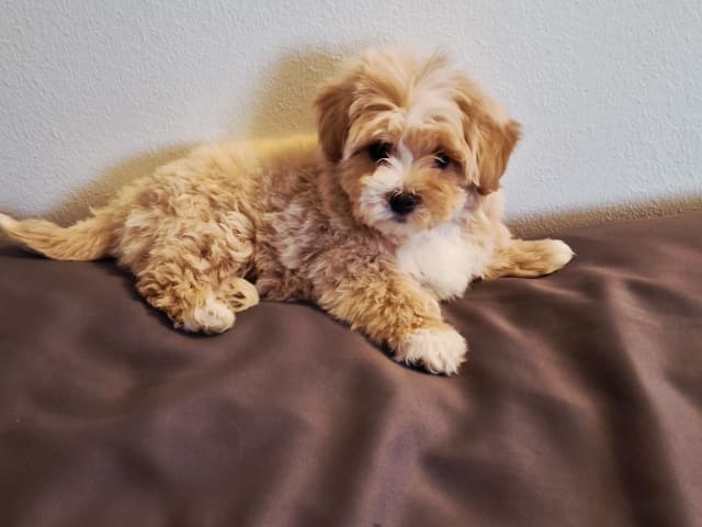 Maltipoo