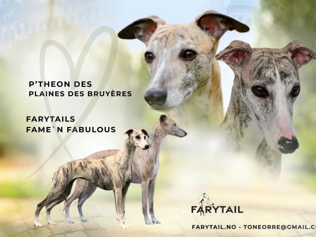 Whippet · Vestfossen · Farytail
