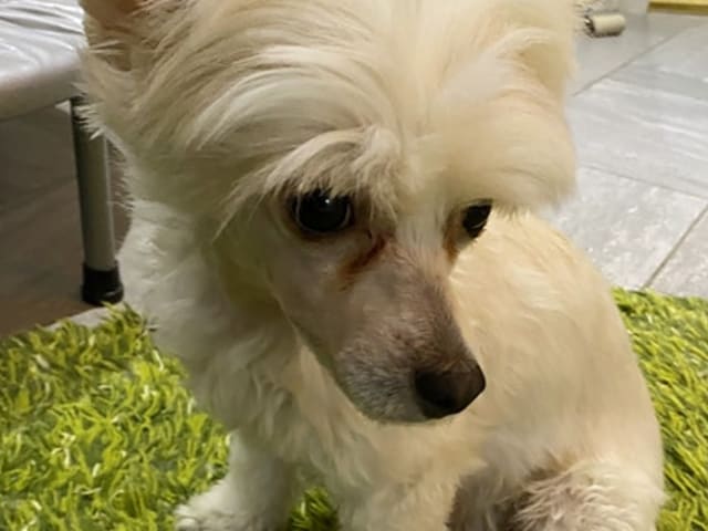 Chinese Crested Dog