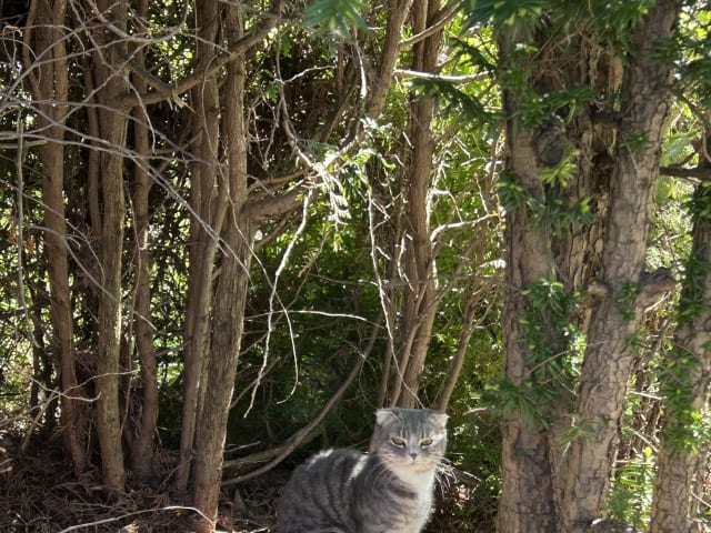 Scottish Fold