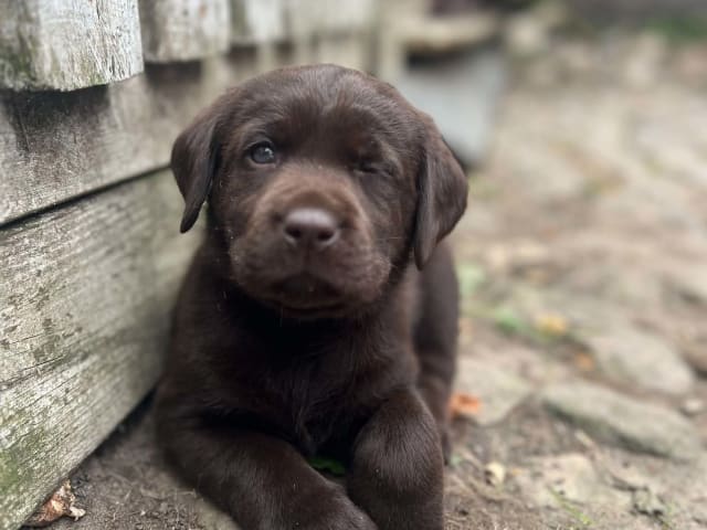 Labrador retriever · Lövestad · Sheep Trix