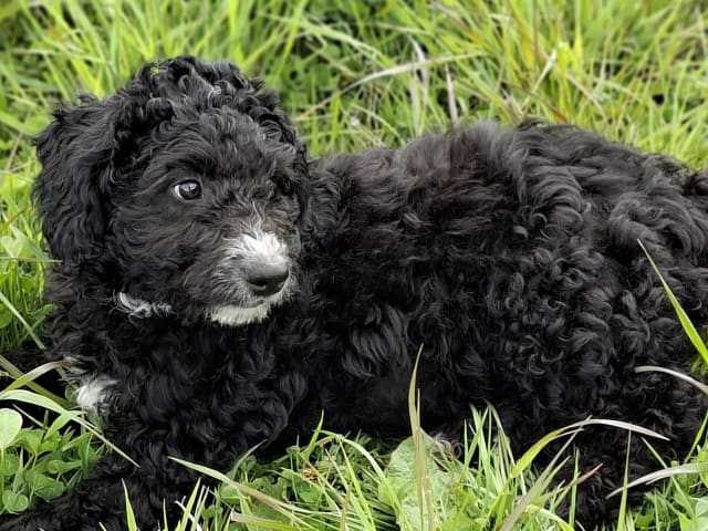 Bernedoodle
