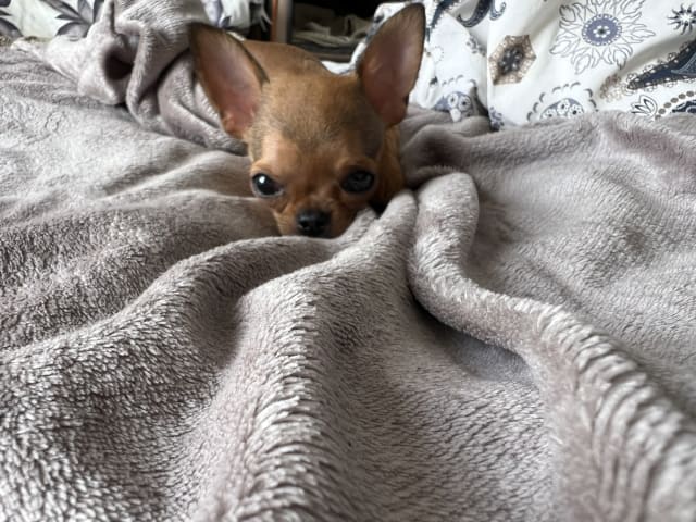 Chihuahua · Fjärdhundra · Bastängens