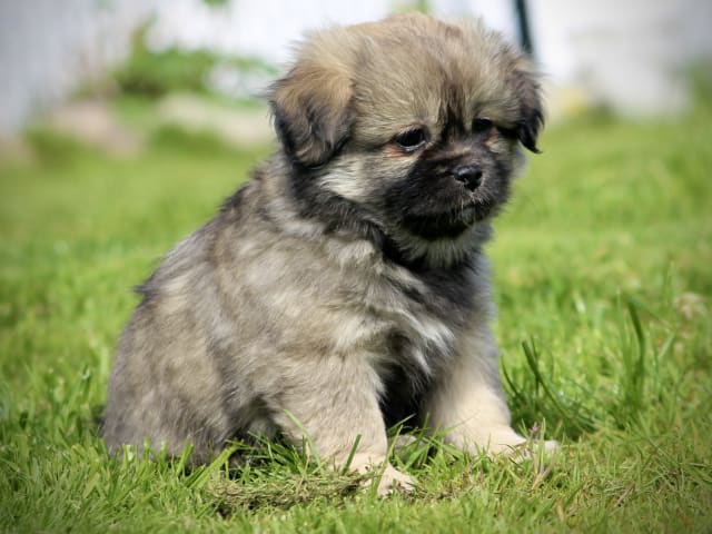 Tibetan Spaniel