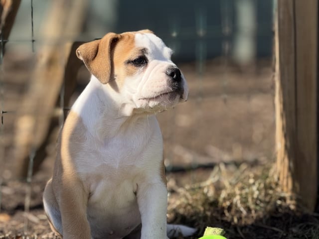 Continental Bulldog