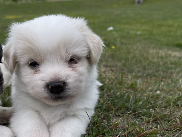 Malteser mix · Oxie · Mathias O.