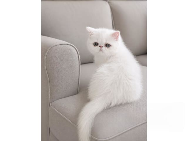 Exotic Shorthair · Munkfors · Marängos
