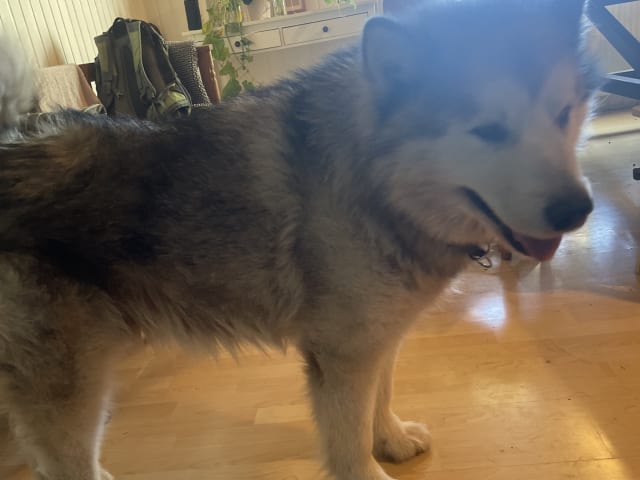 Alaskan malamute · Kvissleby · Lotta E.