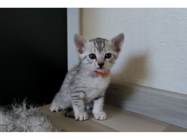 Egyptian Mau · Järfälla · SE*Mjako