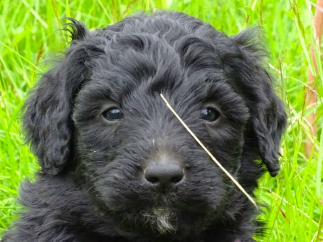 Bernerdoodle · Överkalix · Snabelsnutens Hus