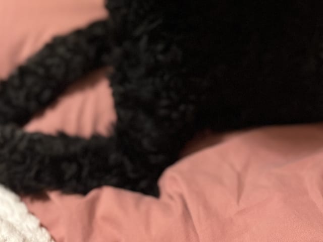 Toy Poodle