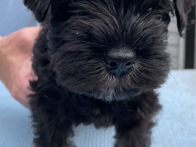 Miniature Schnauzer · Höör · Bonderhaus