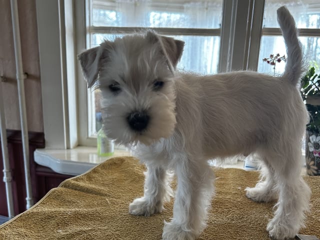 Dvärgschnauzer