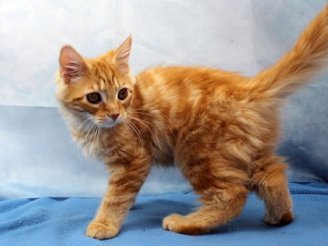 Maine Coon · Västra Frölunda · Dagdrivarn