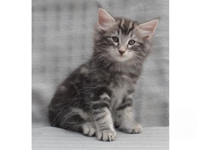 Norsk skogkatt · Falun · S*Ayamara's Norska skogkatter