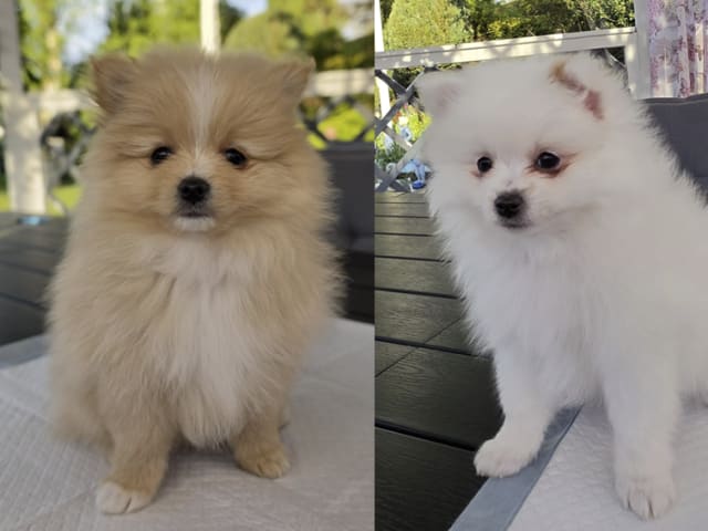 Pomeranian · Billesholm · Björn R.