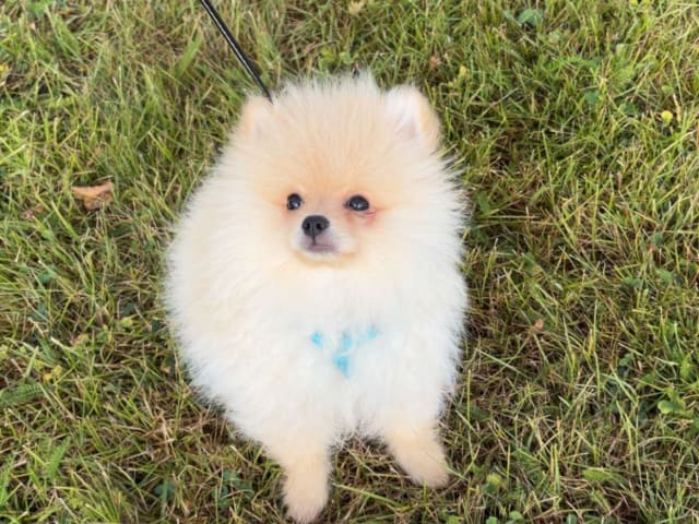 Pomeranian · Västerås · Zelda_zelda