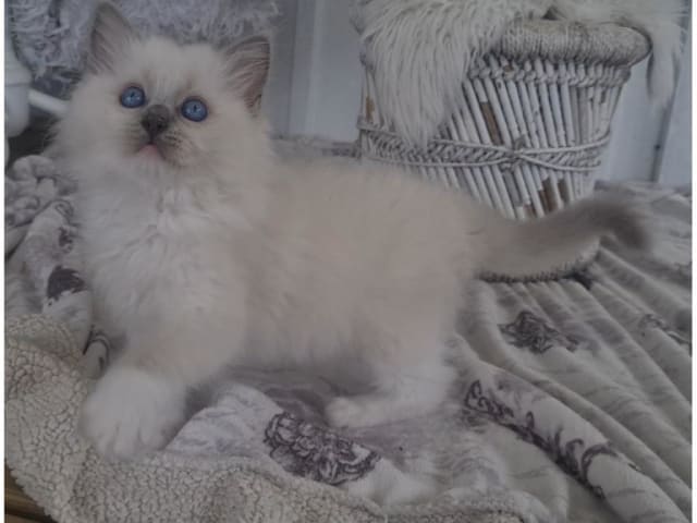 Ragdoll · Tvärålund · SE*Sacred Stars
