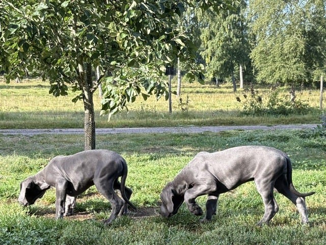 Great Dane (Grand danois)