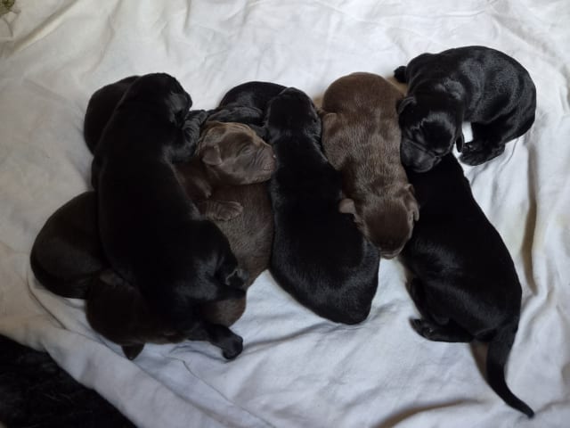 Labrador Retriever · Våxtorp · Lab Marrone´s