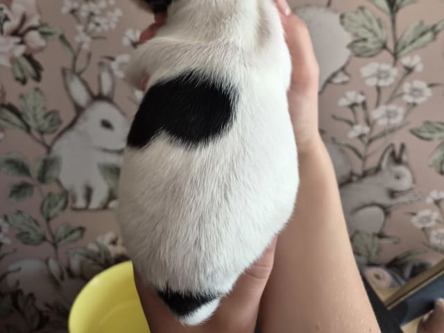 Danish Swedish Farmdog · Båstad · Marinette Santesson