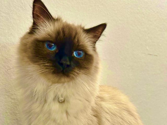 Ragdoll