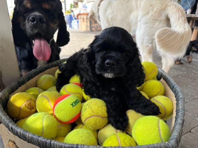 American Cocker Spaniel · Auli · Sanichaya Sonsri