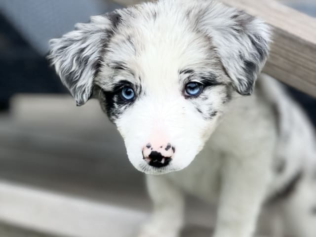 Puppy: Tik 1