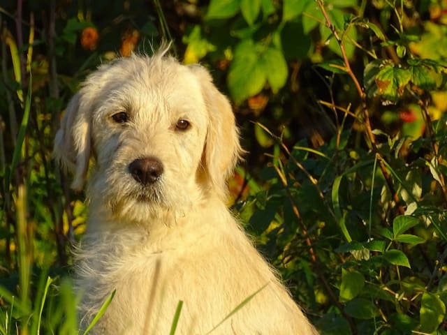 Puppy: Asterix
