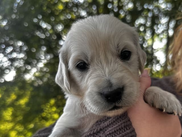 Puppy: Aslan